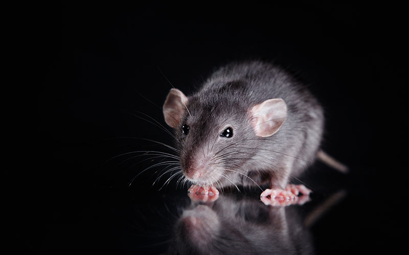 ‘GhostCringe’ Malware threatening Microsoft SQL and MySQL servers